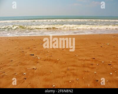 Sfondo di sabbia bagnata e conchiglie sulla spiaggia di mare. Foto di alta qualità Foto Stock