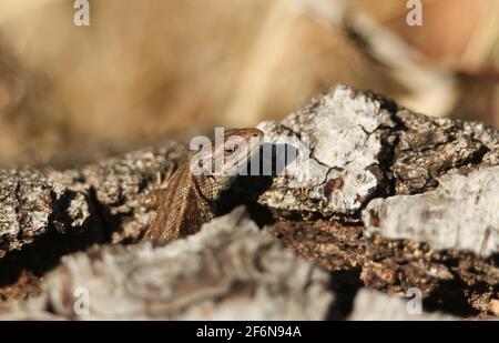 Una lucertola comune, Zootoca vivipara, che si riscalda su un tronco nel sole di primavera. Foto Stock