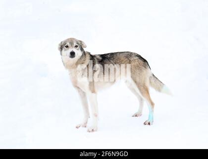 I membri della squadra di cani da slitta Husky siberiani si trovano su un campo innevato vicino alla foresta invernale in febbraio, in alta, Norvegia, all'interno del Circolo polare Artico. Foto Stock