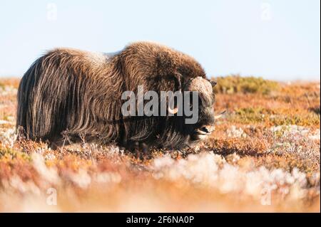 Muschio di bue in montagna, Norvegia. Foto Stock