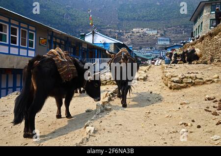 Yak resto nella periferia di Namche Bazaar, Solukhumbu, Nepal Foto Stock