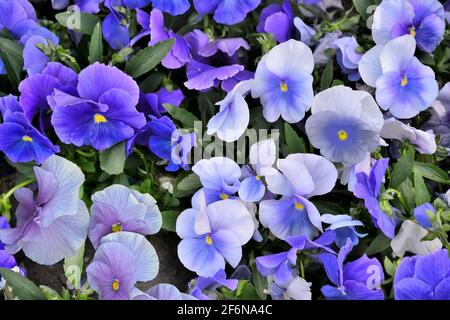 Fiori Heartsease o pansy nei colori blu-bianco - sfondo floreale naturale. Fiori viola fioriti o pansies sul letto fiorito in giardino primo piano. RO Foto Stock