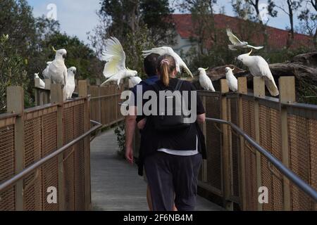 Due persone che camminano attraverso una Cockatoo Guard of Honor Foto Stock