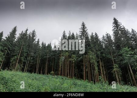 Foresta di nebbia sul Monte Jenner in Germania Foto Stock