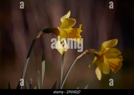 Narcisi gialle in un giorno di sole primavera Foto Stock