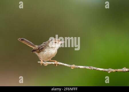 Female House Sparrow (Passer domesticus biblicus) arroccato su un ramo, fotografato in Israele nel mese di settembre Foto Stock