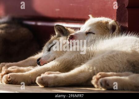 Carino cuccioli di cane Groenlandia riposo, Groenlandia. Foto Stock