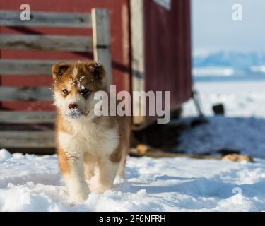 Carino cucciolo di cane Groenlandia, Groenlandia. Foto Stock