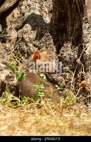 Curiosi cubici di un Jackal d'Oro (Canis aureus), chiamati anche il gioco di Jackal Asiatico, Orientale o comune vicino al loro den. Fotografato in Israele nel mese di giugno Foto Stock