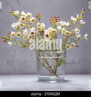 Bianco eleganti fiori minuscoli sul ramo primaverile in sole fascio in vetro su tavola di legno bianco, grigio moderno muro di cemento con crepe, quadrato. Contemporaneo rurale Foto Stock