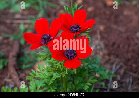 Corona Anemone rosso AKA marigold spagnolo, Poppy Anemone o Kalanit (in ebraico). Questo fiore selvatico può apparire in diversi colori. Principalmente rosso, viola, b Foto Stock