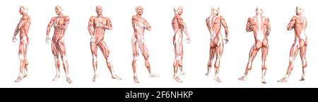 Anatomia concettuale sano skinless sistema muscolare del corpo umano set. Giovane adulto atletico che posa per l'educazione, lo sport di fitness, la medicina Foto Stock