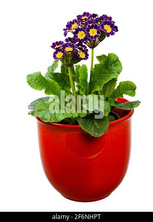 Primo piano di un fiore viola isolato di primrosa in un vaso di fiori Foto Stock