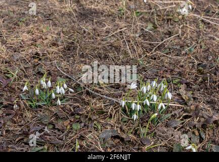 Primi fiori di primavera di nevicate in una radura nel foresta Foto Stock