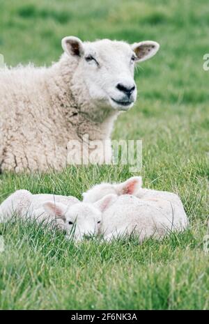 Madre e i suoi agnelli primaverili che pascolano nei campi intorno a Chastleton House nella rurale Oxfordshire. Foto Stock