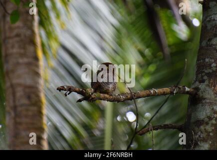 jungle owlet arroccato su un ramo asciutto Foto Stock