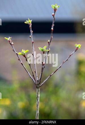 Fuoco selettivo su un albero della frutta della mela in erba appena circa fiorire ideale per mostrare come coltivare sfondo sfocato per facilitare lo spazio per la copia Foto Stock