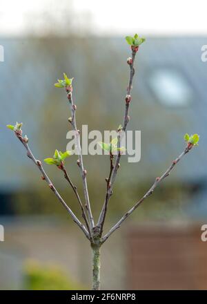 Fuoco selettivo su un albero della frutta in erba appena circa a. fiore ideale per mostrare come coltivare sfondo sfocato a. spazio per la copia di supporto Foto Stock