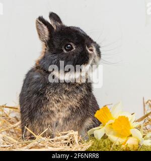 Netherland Dwarf Rabbit Foto Stock