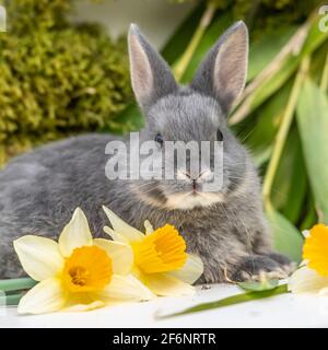 Coniglio nano olandese con fiori di pasqua Foto Stock