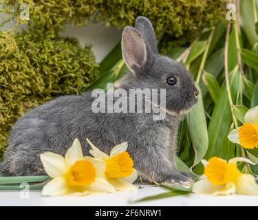 Coniglio nano olandese con fiori di pasqua Foto Stock