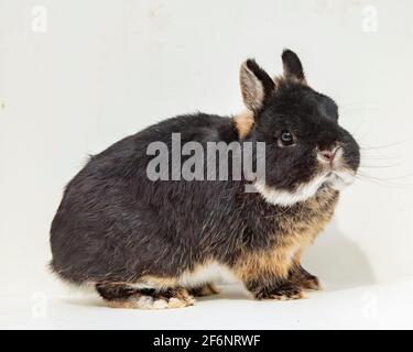 Netherland Dwarf Rabbit Foto Stock