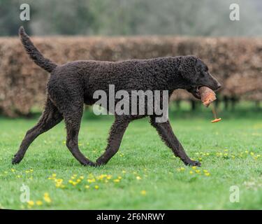 Riccamente rivestito retriever cane Foto Stock