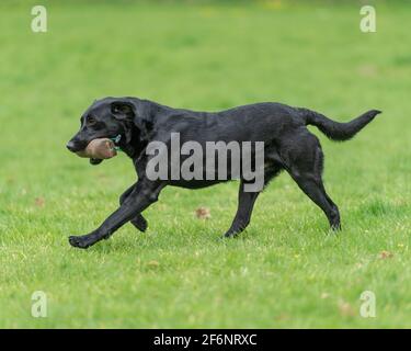 Nero labrador retriever cane Foto Stock