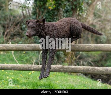 Riccamente rivestito retriever cane Foto Stock