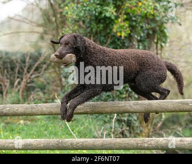Riccamente rivestito retriever cane Foto Stock