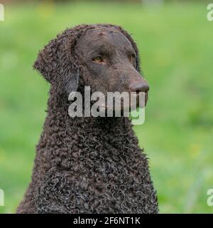 Riccamente rivestito retriever cane Foto Stock