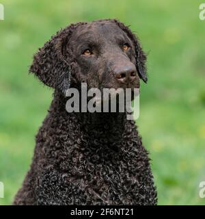 Riccamente rivestito retriever cane Foto Stock