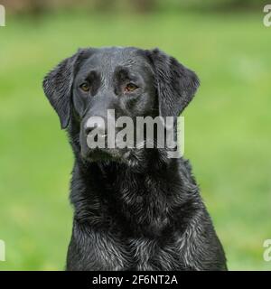 Nero labrador retriever cane Foto Stock