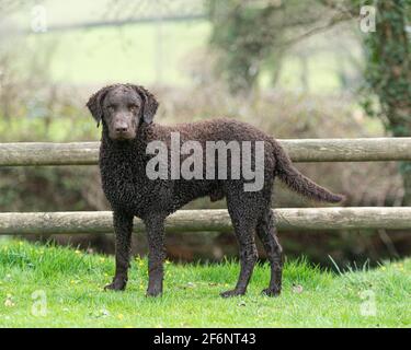 Riccamente rivestito retriever cane Foto Stock