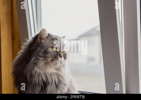 Un soffice gatto scozzese si affaccia sulla finestra. Il gattino si siede sul davanzale e guarda con attenzione. Occhi arancioni e baffi lunghi. Un serio, thoung Foto Stock