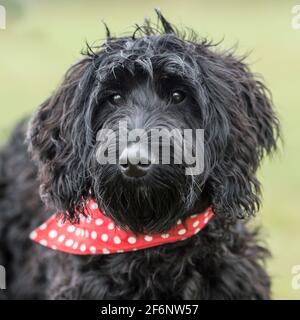 Cockapoo cucciolo Foto Stock