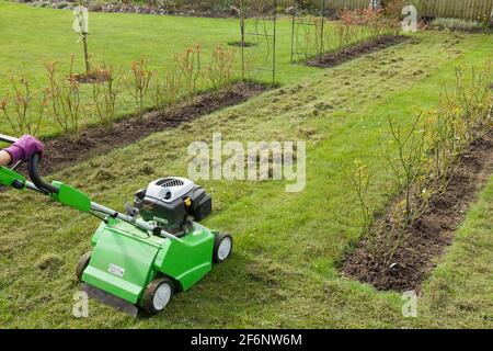 Donna che scarifica un prato da giardino con un scarificatore. Scarificazione di erba erbosa, un lavoro di manutenzione di giardino primaverile in Inghilterra, Regno Unito Foto Stock