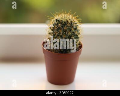 Un fuoco selettivo di un piccolo cactus al mattino su un davanzale della cucina con sfondo bokeh Foto Stock