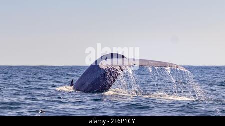 Balena blu sulla superficie dell'acqua, che mostra il trematode, per una profonda immersione, isole Azzorre. Foto Stock