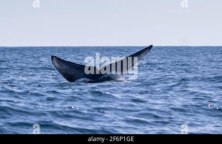Balena blu sulla superficie dell'acqua, che mostra il trematode, per una profonda immersione, isole Azzorre. Foto Stock