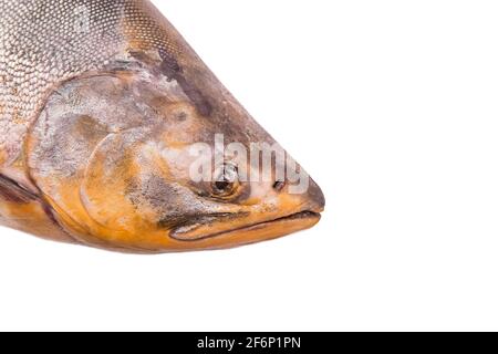 Testa di pesce malsana di bassa qualità, isolata su fondo bianco, ossidata grasso sottocutaneo. Foto Stock