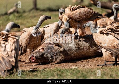 Avvoltoi sulla carcassa Foto Stock