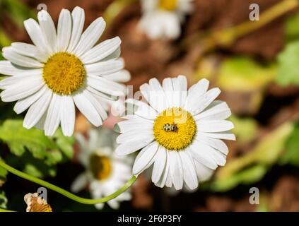 Lady Bird su Daisy Foto Stock