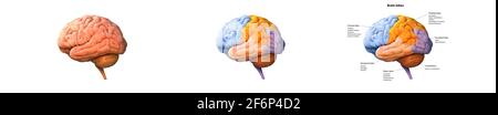 Cervello umano, cervello, sezione del cervello, anatomia del cervello, anatomia, insieme, rappresentazione 3d Foto Stock