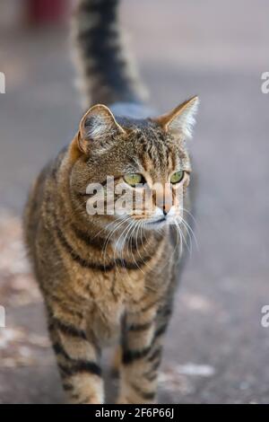 Ritratto di un gatto Foto Stock