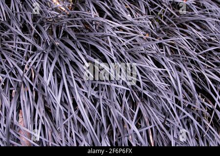 Ophiopogon planiscapus foglie viola scuro. Nero mondo-erba pianta di copertura. Foto Stock