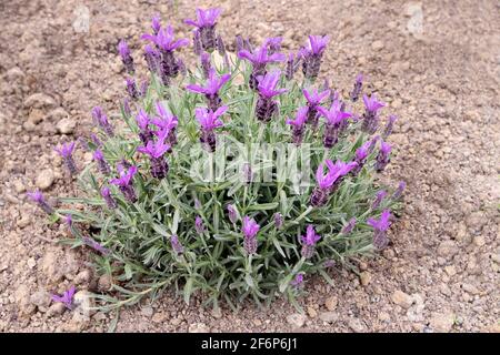 Lavanda spagnola o lavanda stoechas cespuglio di lavandula. Francese o top lavanda fioritura pianta. Punte di fiori viola primaverili e foglie argentate. Foto Stock