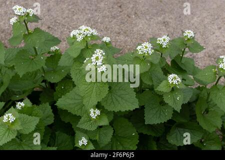 Alliaria petiolata o aglio senape piante con fiori bianchi