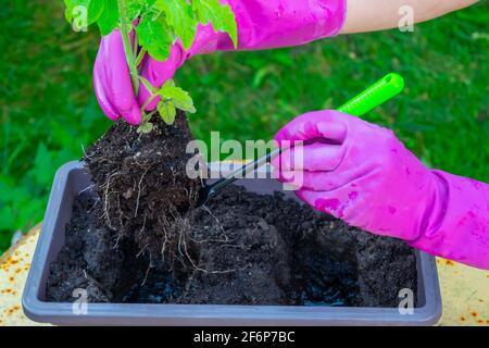 Le mani di una donna trapiantano piantine di pomodoro da una scatola a terra. Foto Stock