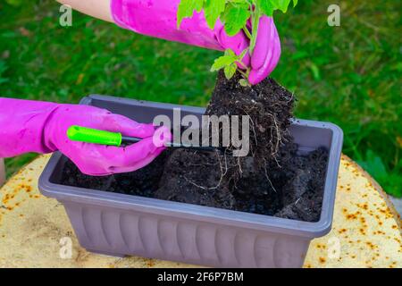 Le mani di una donna trapiantano piantine di pomodoro da una scatola a terra. Foto Stock